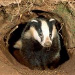badger